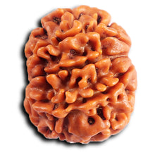 Load image into Gallery viewer, 8 Mukhi Nepalese Rudraksha - Bead No. 395
