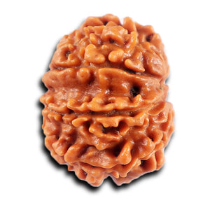 8 Mukhi Nepalese Rudraksha - Bead No. 432