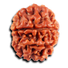 Load image into Gallery viewer, 8 Mukhi Nepalese Rudraksha - Bead No. 433
