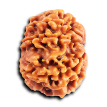 Load image into Gallery viewer, 8 Mukhi Nepalese Rudraksha - Bead No.411
