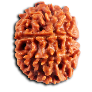 8 Mukhi Nepalese Rudraksha - Bead No. 415