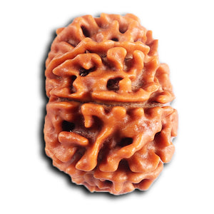 8 Mukhi Nepalese Rudraksha - Bead No. 412