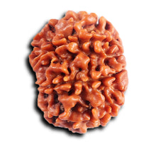 Load image into Gallery viewer, 8 Mukhi Nepalese Rudraksha - Bead No. 409
