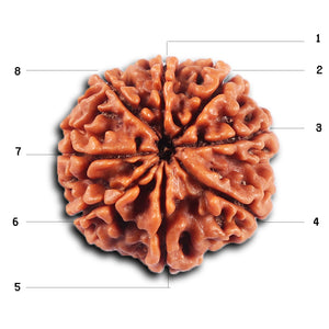 8 Mukhi Nepalese Rudraksha - Bead No. 422