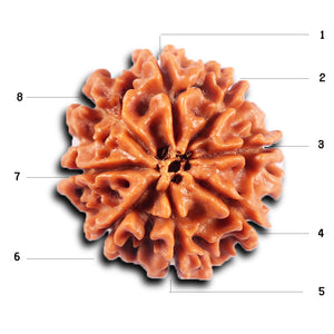 8 Mukhi Nepalese Rudraksha - Bead No. 425