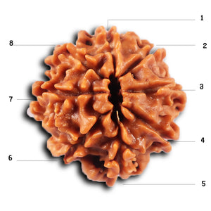 8 Mukhi Nepalese Rudraksha - Bead No. 430