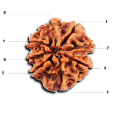 Load image into Gallery viewer, 8 Mukhi Nepalese Rudraksha - Bead No. 434
