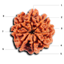 Load image into Gallery viewer, 8 Mukhi Nepalese Rudraksha - Bead No. 424
