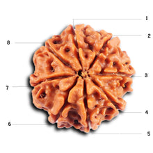 Load image into Gallery viewer, 8 Mukhi Nepalese Rudraksha - Bead No. 426
