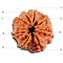 Load image into Gallery viewer, 8 Mukhi Nepalese Rudraksha - Bead No. 423
