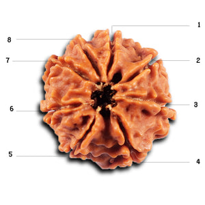 8 Mukhi Nepalese Rudraksha - Bead No. 423