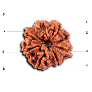 8 Mukhi Nepalese Ganesha  Rudraksha - Bead No.  436