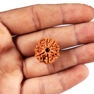 8 Mukhi Nepalese Rudraksha - Bead No. 423