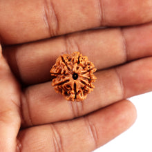 Load image into Gallery viewer, 8 Mukhi Nepalese Rudraksha - Bead No. 434
