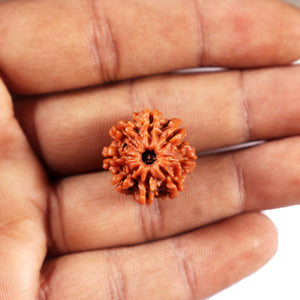 8 Mukhi Nepalese Rudraksha - Bead No. 424