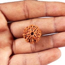 Load image into Gallery viewer, 8 Mukhi Nepalese Rudraksha - Bead No. 426
