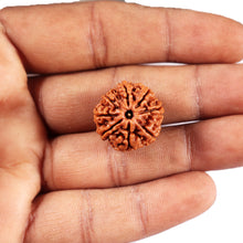 Load image into Gallery viewer, 8 Mukhi Nepalese Rudraksha - Bead No. 422
