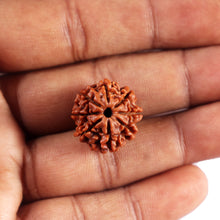 Load image into Gallery viewer, 8 Mukhi Nepalese Rudraksha - Bead No. 435
