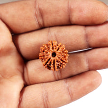 Load image into Gallery viewer, 8 Mukhi Nepalese Rudraksha - Bead No. 425
