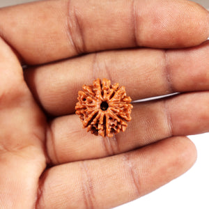 8 Mukhi Nepalese Rudraksha - Bead No. 425