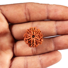 Load image into Gallery viewer, 8 Mukhi Nepalese Rudraksha - Bead No. 421
