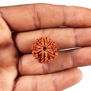 8 Mukhi Nepalese Rudraksha - Bead No. 421