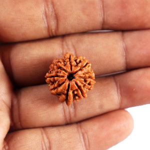 8 Mukhi Nepalese Ganesha  Rudraksha - Bead No.  436