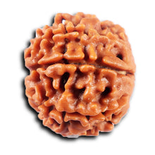 Load image into Gallery viewer, 8 Mukhi Nepalese Rudraksha - Bead No. 427
