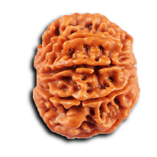 Load image into Gallery viewer, 8 Mukhi Nepalese Rudraksha - Bead No.428
