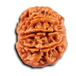 8 Mukhi Nepalese Rudraksha - Bead No.428