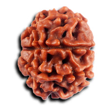 Load image into Gallery viewer, 8 Mukhi Nepalese Rudraksha - Bead No. 435
