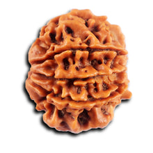 Load image into Gallery viewer, 8 Mukhi Nepalese Rudraksha - Bead No. 434
