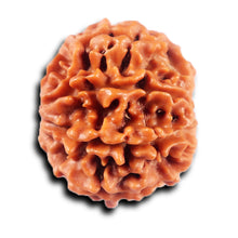 Load image into Gallery viewer, 8 Mukhi Nepalese Rudraksha - Bead No. 425
