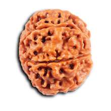 Load image into Gallery viewer, 8 Mukhi Nepalese Rudraksha - Bead No. 426
