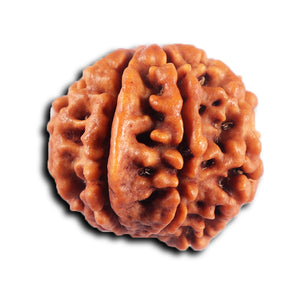 8 Mukhi Nepalese Ganesha  Rudraksha - Bead No.  436