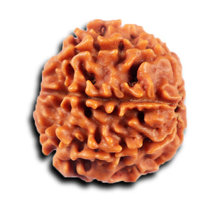 8 Mukhi Nepalese Rudraksha - Bead No. 423