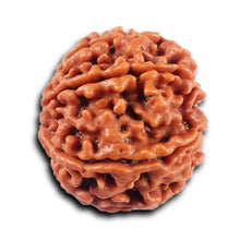 Load image into Gallery viewer, 8 Mukhi Nepalese Rudraksha - Bead No. 422
