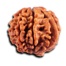 Load image into Gallery viewer, 8 Mukhi Nepalese Ganesha  Rudraksha - Bead No.  436
