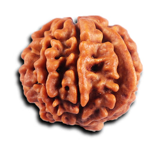 8 Mukhi Nepalese Ganesha  Rudraksha - Bead No.  436