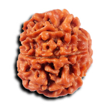 Load image into Gallery viewer, 8 Mukhi Nepalese Rudraksha - Bead No. 424
