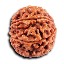 Load image into Gallery viewer, 8 Mukhi Nepalese Rudraksha - Bead No. 422
