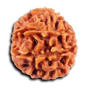 8 Mukhi Nepalese Rudraksha - Bead No. 423