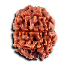 Load image into Gallery viewer, 8 Mukhi Nepalese Rudraksha - Bead No. 435
