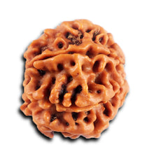 Load image into Gallery viewer, 8 Mukhi Nepalese Rudraksha - Bead No. 434
