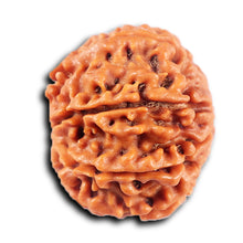 Load image into Gallery viewer, 8 Mukhi Nepalese Rudraksha - Bead No. 426
