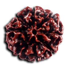 Load image into Gallery viewer, 8 Mukhi Hybrid Rudraksha - Bead No. 48
