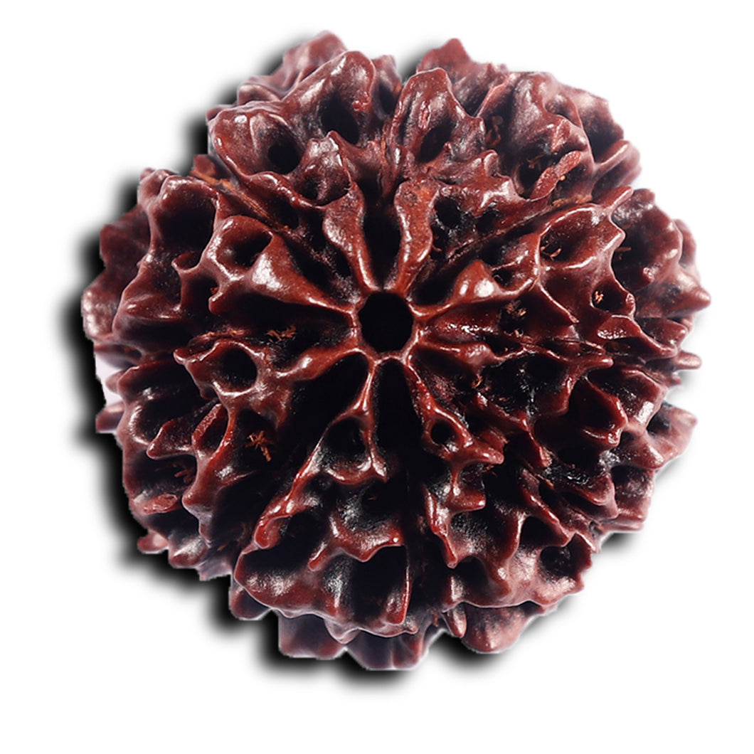 8 Mukhi Hybrid Rudraksha - Bead No. 49