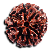 Load image into Gallery viewer, 8 Mukhi Hybrid Rudraksha - Bead No.50
