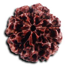 Load image into Gallery viewer, 8 Mukhi Hybrid Rudraksha - Bead No.52
