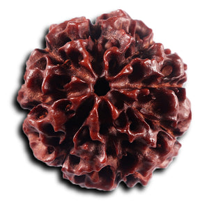 8 Mukhi Hybrid Rudraksha - Bead No.52